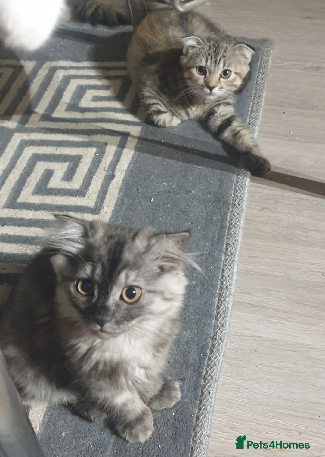 Mixed Breed cats for sale: Boy and girl - Advert 2