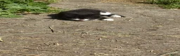 Mixed Breed cats for sale: 8 Farm Kittens   - Advert 4
