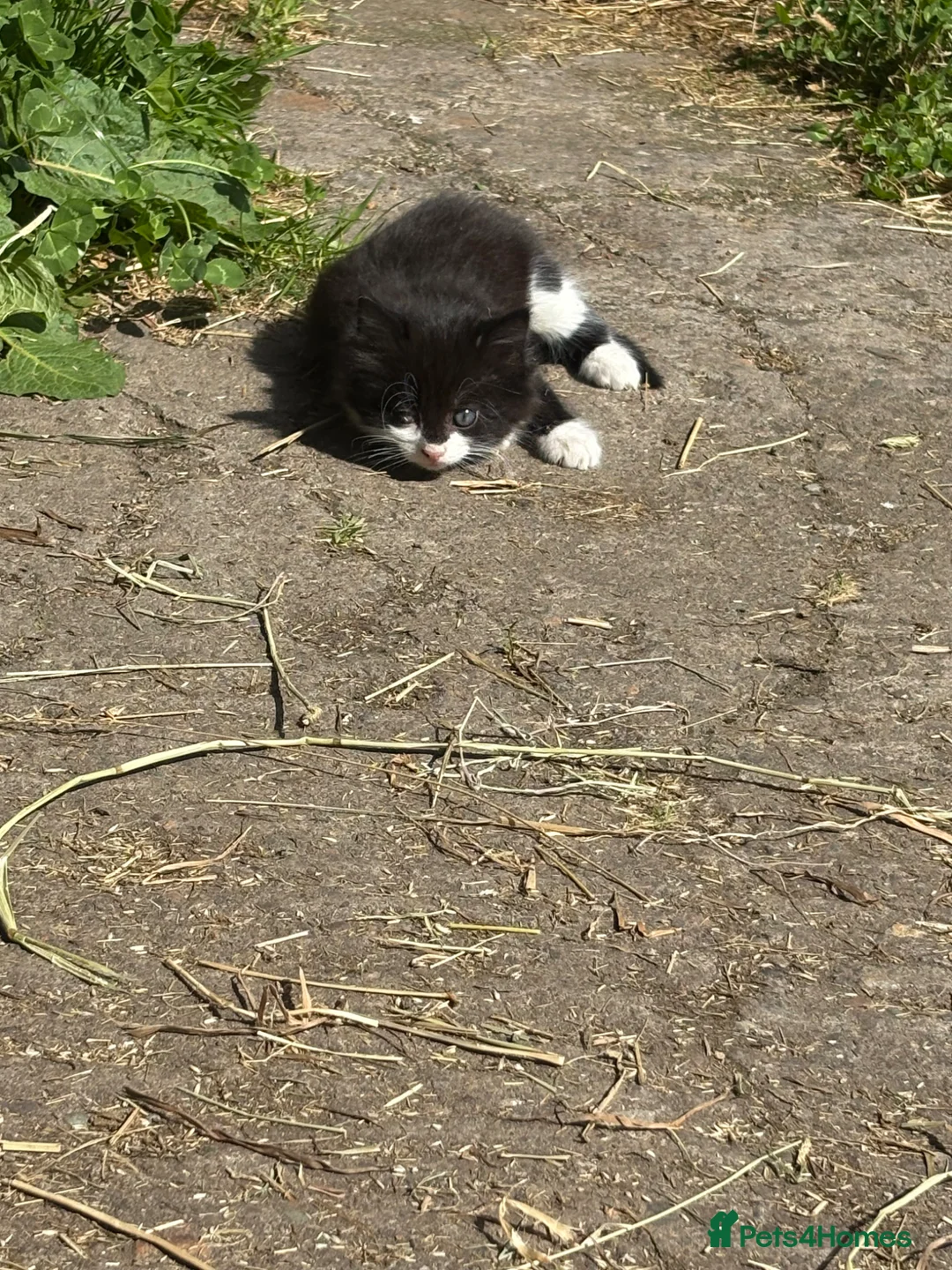 Mixed Breed cats for sale: 8 Farm Kittens   - Advert 4