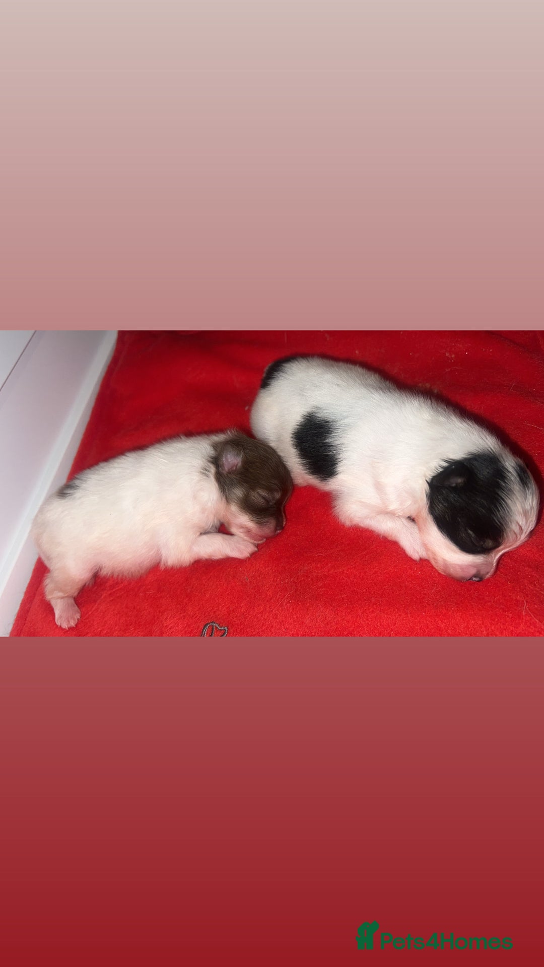 Pomeranian dogs for sale: 5 STAR POMERANIAN PUPPIES  - Advert 2