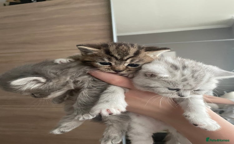 Mixed Breed cats - Advert 1