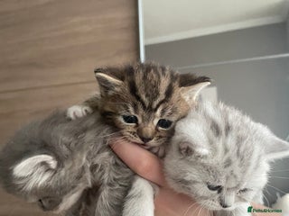 Mixed Breed cats - Advert 1