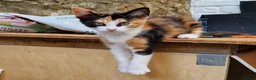 Mixed Breed cats for sale: Beautiful Playful Kittens Looking for Loving Homes in Crewkerne - Advert 5