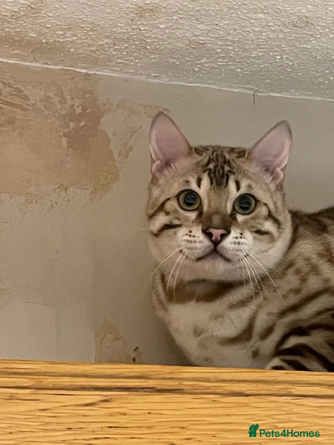 Bengal cats for sale: Outstanding pedigree Bengals - Advert 11