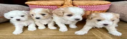 Maltipoo dogs for sale: F2 Maltipoo Puppies - Advert 1
