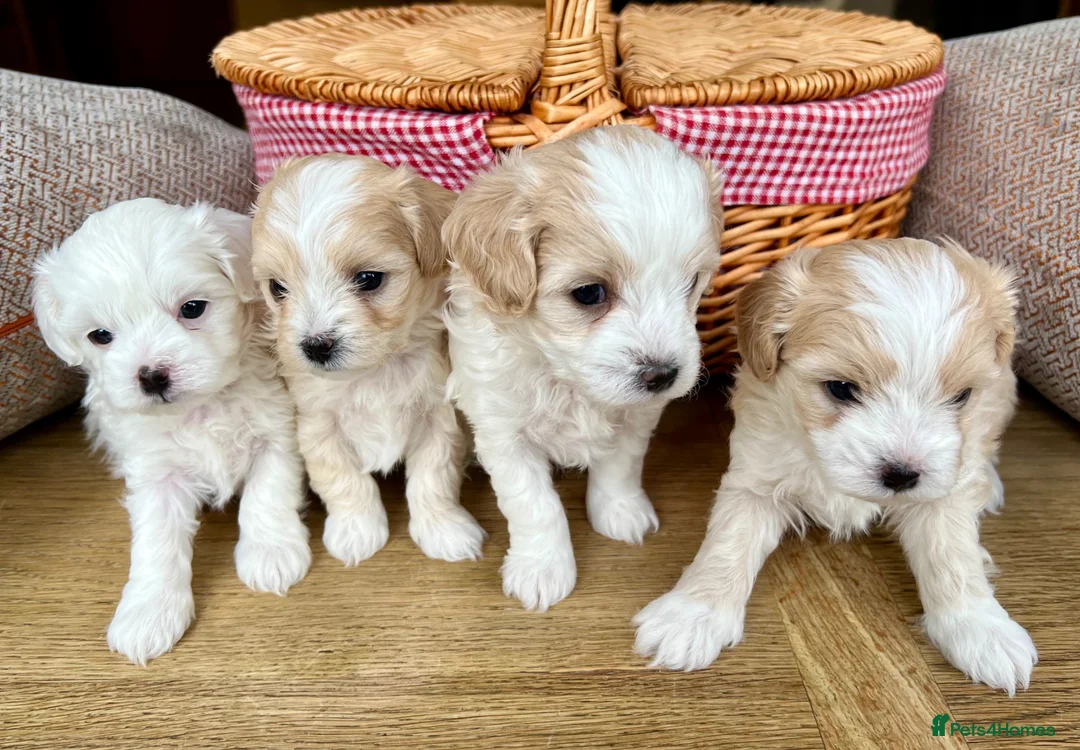 Maltipoo dogs for sale: F2 Maltipoo Puppies - Advert 1