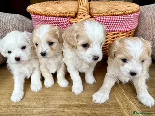 Maltipoo dogs F2 Maltipoo Puppies - Advert 1