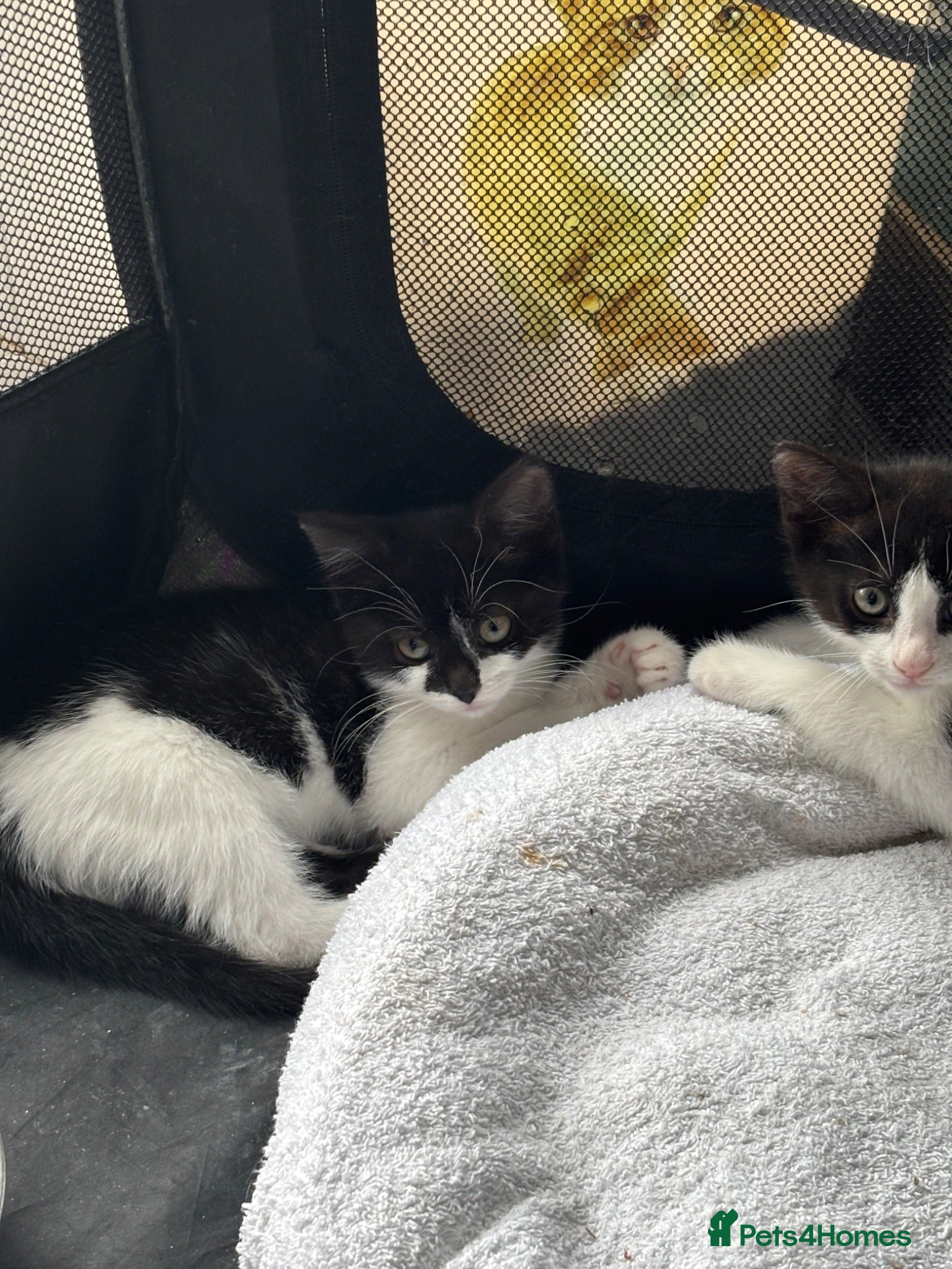 Mixed Breed cats Kitten for sale  - Advert 1
