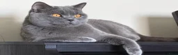 British Shorthair cats for sale: GCCF British Shorthair kittens - Blue and lilac! - Advert 9