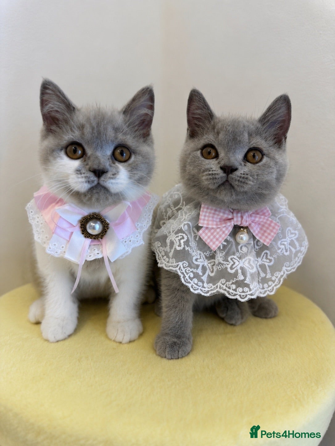 British Shorthair cats 🧸 British Short hair TICA REG Last 2 REDUCED 🧸 - Advert 1
