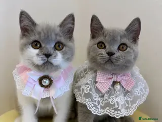 British Shorthair cats 🧸 British Short hair TICA REG Last 2 REDUCED 🧸 - Advert 1