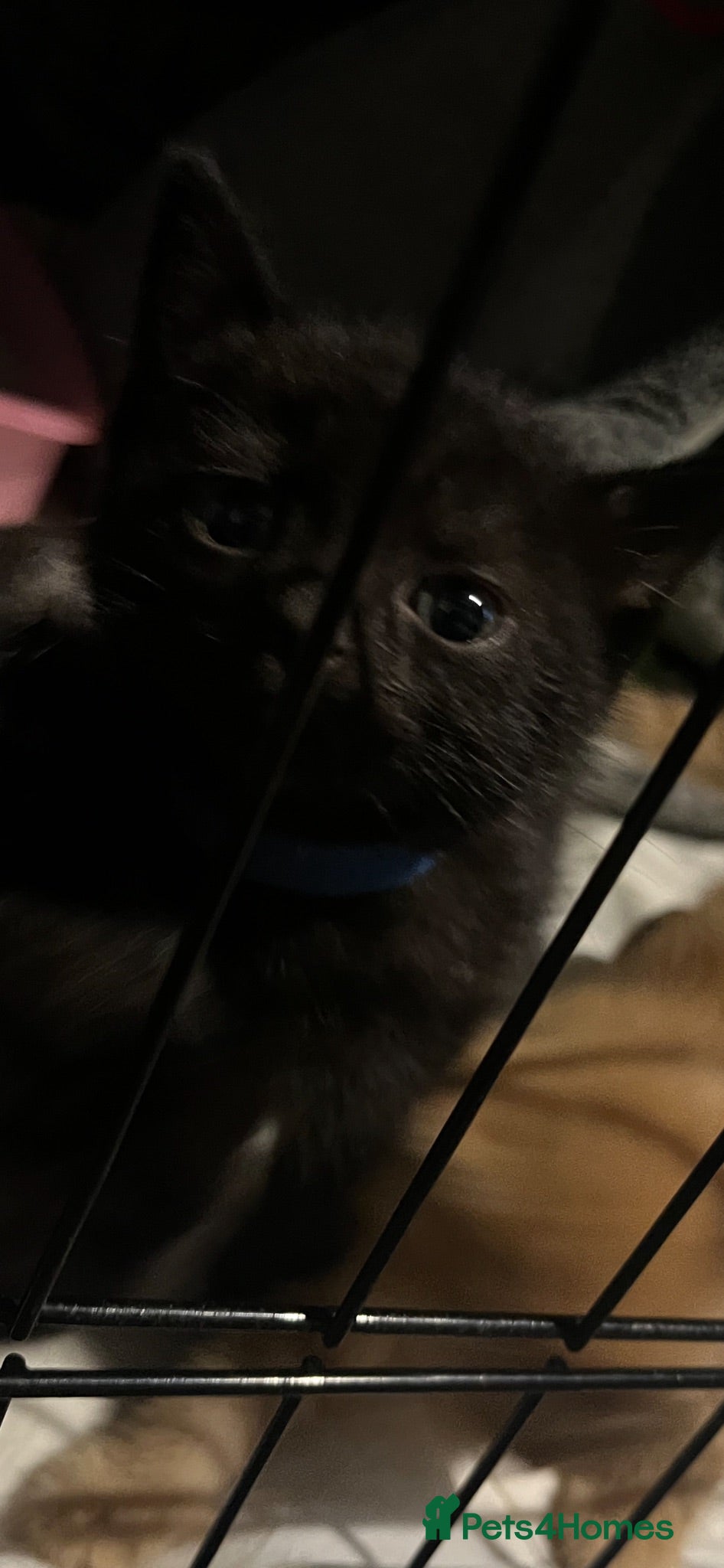 Mixed Breed cats Kittens - Advert 14