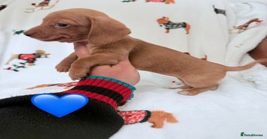 Miniature Dachshund dogs Beautiful Mini Dachshunds Pups 5 Star ⭐ Licensed - Advert 8