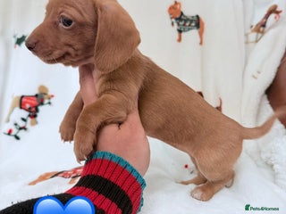 Miniature Dachshund dogs Beautiful Mini Dachshunds Pups 5 Star ⭐ Licensed - Advert 7