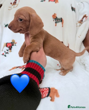 Miniature Dachshund dogs Beautiful Mini Dachshunds Pups 5 Star ⭐ Licensed - Advert 3