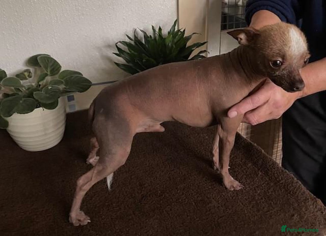 Chinese Crested dogs for sale: Kind home for Mini Chinese Crested Boy - Advert 7