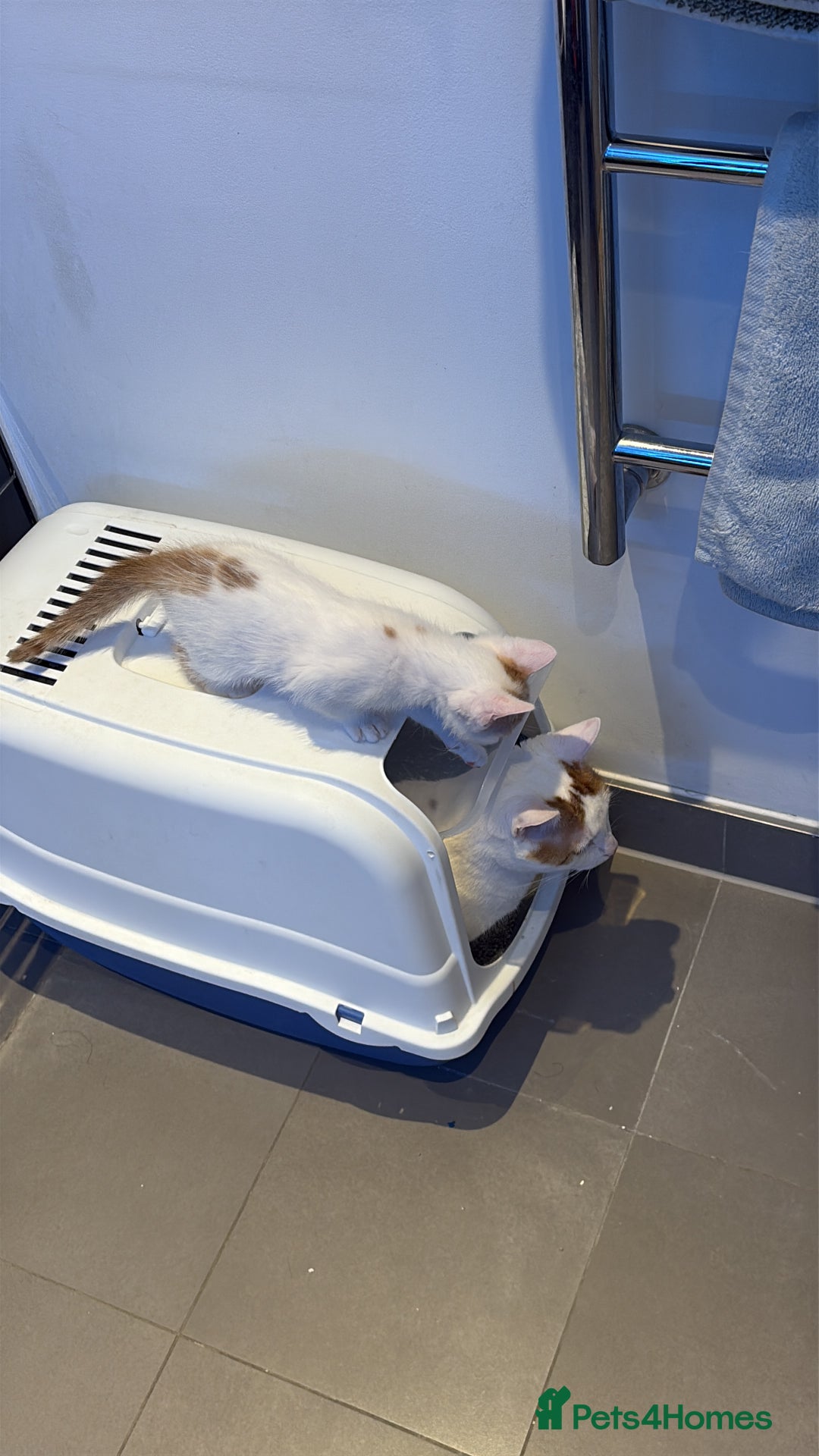 American Shorthair cats for sale: Female Kitten ready to go, need gone ASAP:-( - Image 5