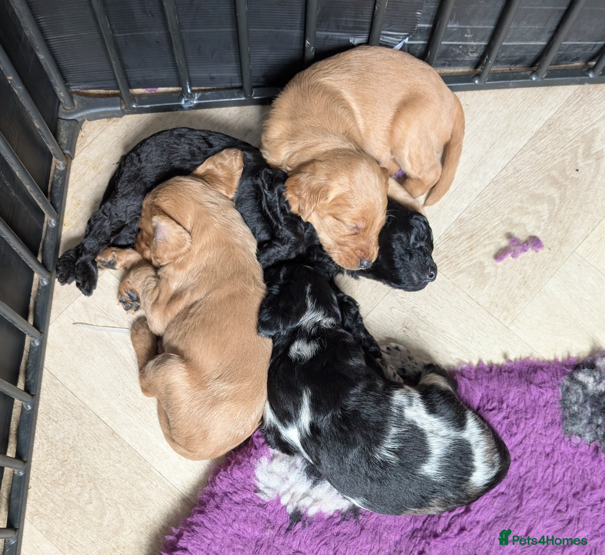 Labradoodle dogs Miniature Labradoodles -Merle, Phantom, Black, Red - Advert 2