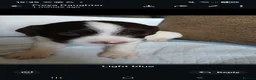 English Springer Spaniel dogs for sale: 8 x Healthy Springer Spaniel pups,ready 15/06/26 - Advert 10
