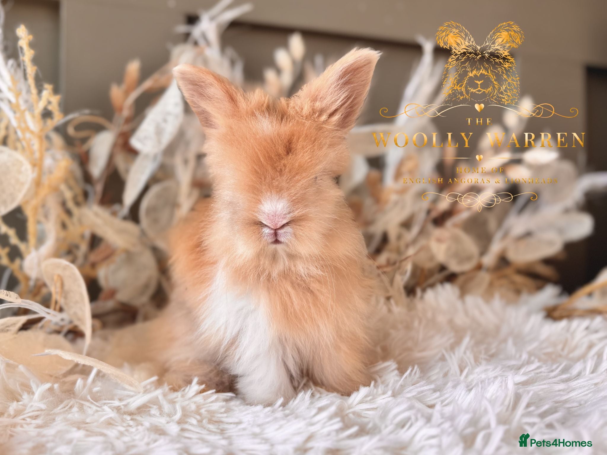 Angora rabbits BEAUTIFUL LITTER OF ANGORAS - Advert 18