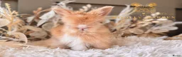Angora rabbits for sale: BEAUTIFUL LITTER OF ANGORAS - Advert 18