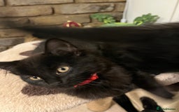 British Shorthair cats for sale: 2 older black kittens (one 9 months, one 7 months) - Image 9