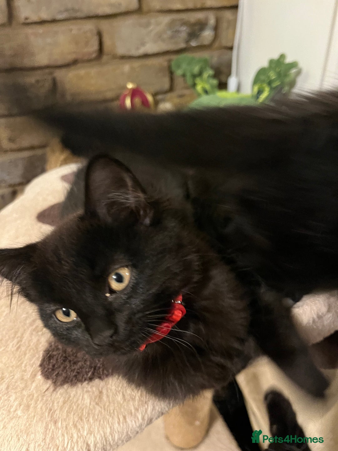 British Shorthair cats for sale: 2 older black kittens (one 9 months, one 7 months) - Image 9