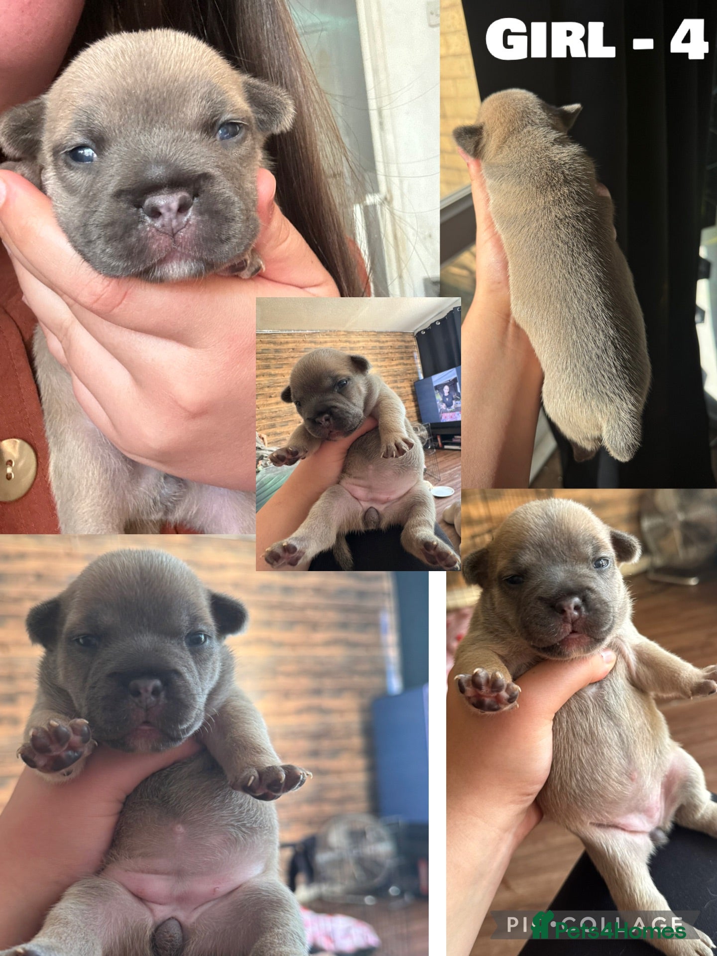 Mixed Breed dogs Stunning Olde English x French Bulldog Puppies - Advert 17
