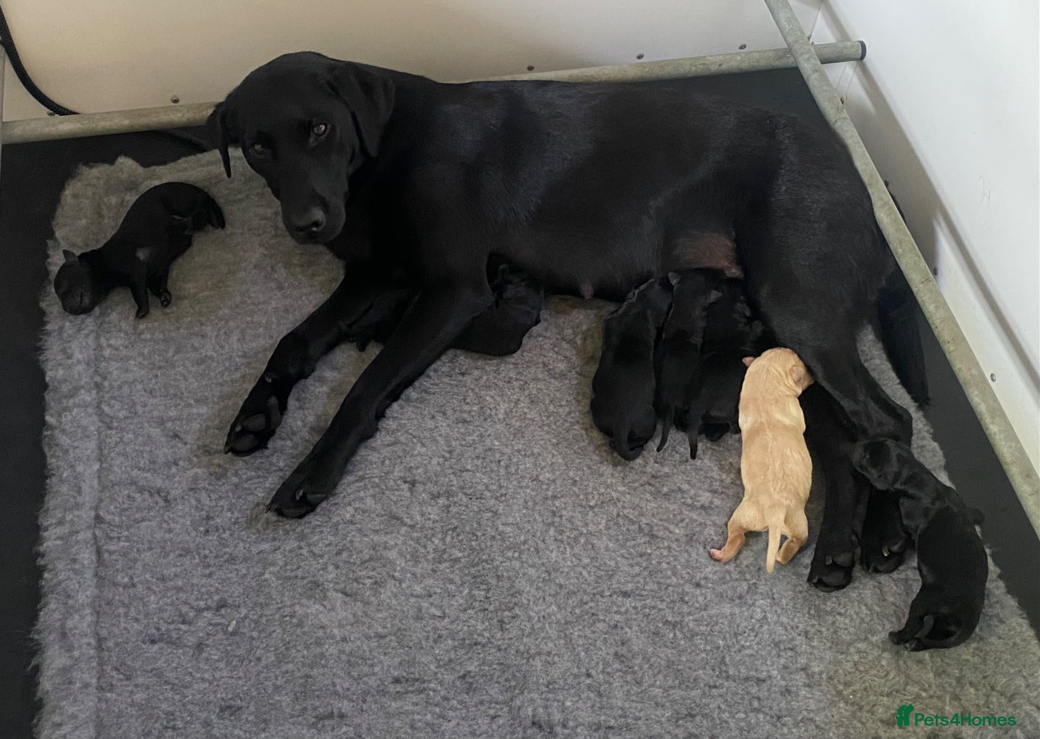 Labrador Retriever dogs Thistlecrack Gundogs gorgeous KC reg lab pups - Advert 1