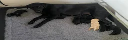 Labrador Retriever dogs for sale: Thistlecrack Gundogs gorgeous KC reg lab pups - Advert 1
