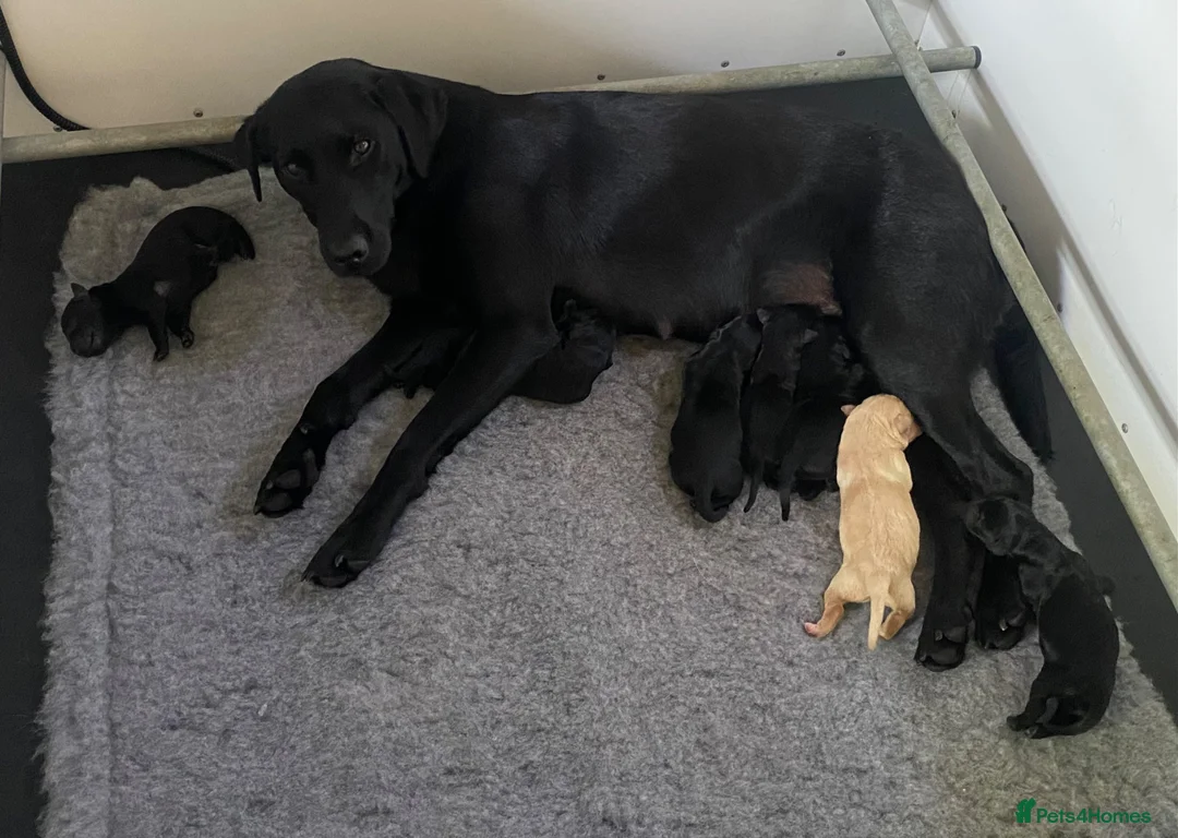 Labrador Retriever dogs for sale: Thistlecrack Gundogs gorgeous KC reg lab pups - Advert 1
