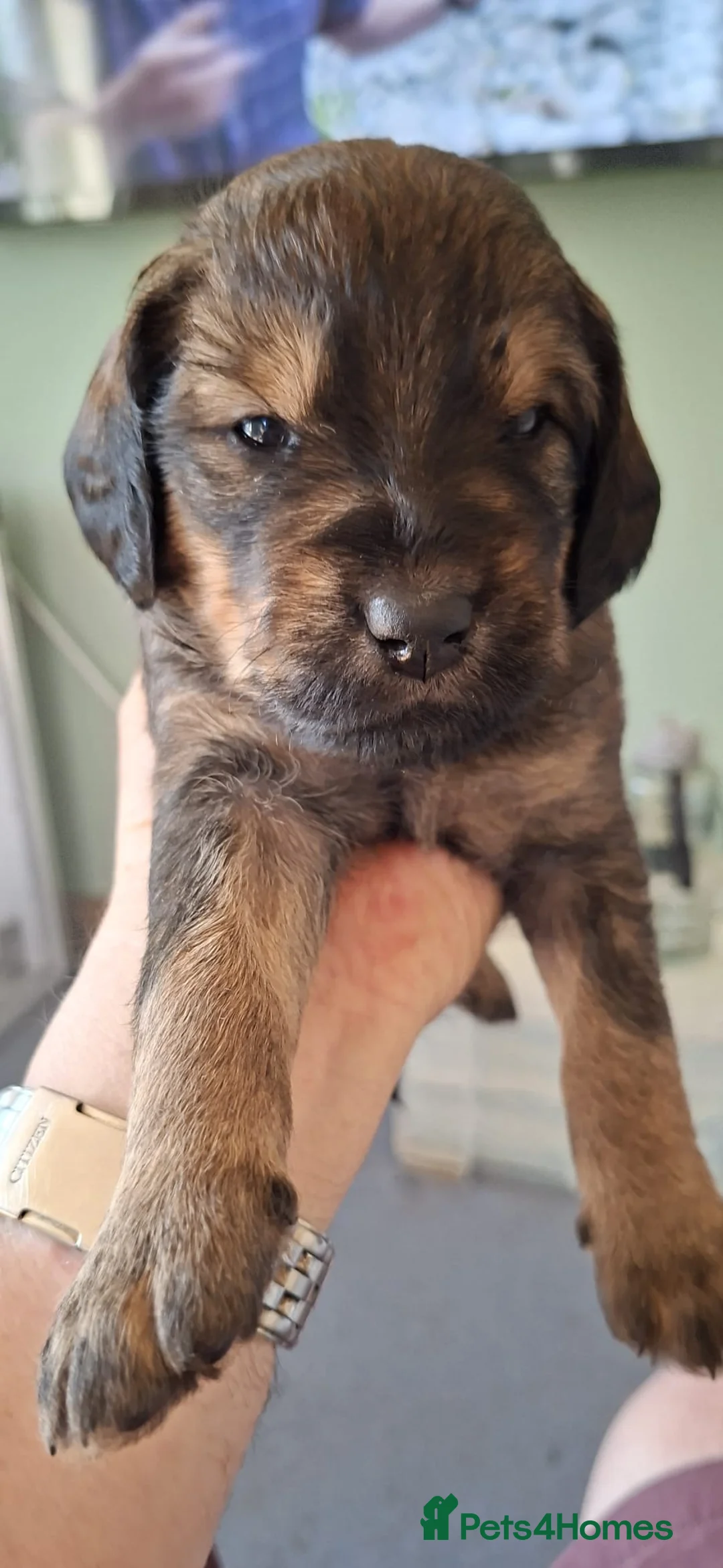 Mixed Breed dogs for sale: Rottweiler / Rottidoodle puppies - Advert 1