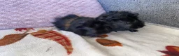 Guinea Pig rodents for sale: Twin Boy Baby Guinea Pigs  in Dudley - Advert 2