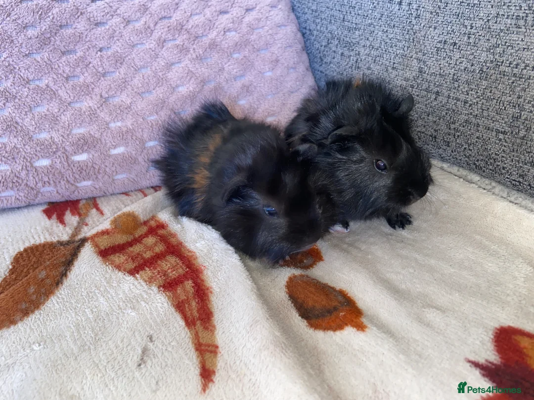 Guinea Pig rodents for sale: Twin Boy Baby Guinea Pigs  in Dudley - Advert 2