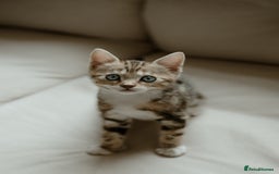 Mixed Breed cats for sale: Last Half Bengal Girl - Image 4