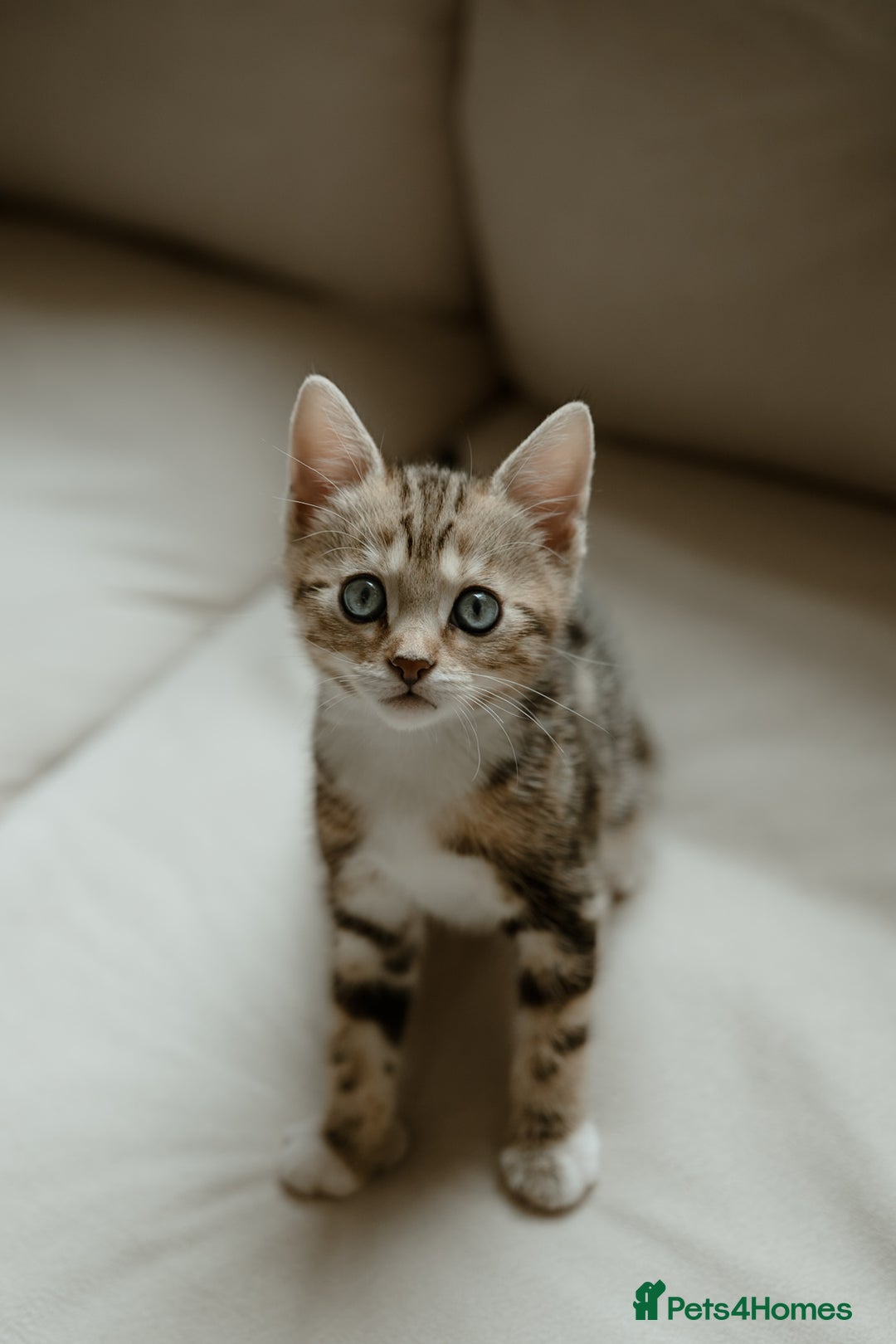 Mixed Breed cats for sale: Last Half Bengal Girl - Image 4