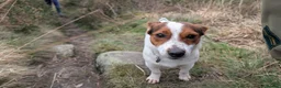 Jack Russell dogs for sale: Jack Russell short legged Female  - Advert 3