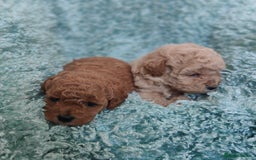 Cavapoo dogs for sale: Exquisite Cavapoo Boy and Girl, Red and Apricot,   - Image 5