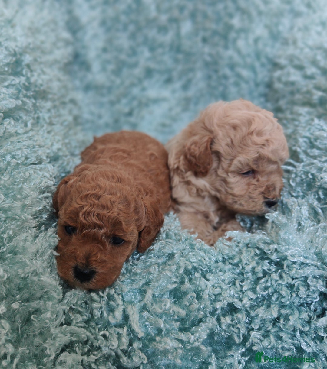 Cavapoo dogs for sale: Exquisite Cavapoo Boy and Girl, Red and Apricot,   - Image 5