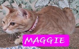 Mixed Breed cats for sale: MAGGIE & HOPE  - Image 2