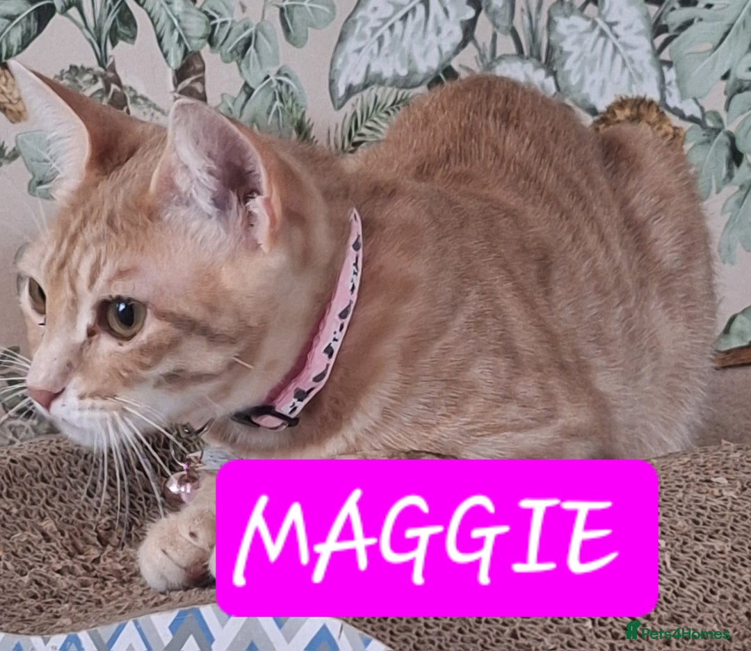 Mixed Breed cats for sale: MAGGIE & HOPE  - Image 2