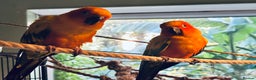 Conures birds for sale: 2 Trick trained Sun Conures  - Advert 13