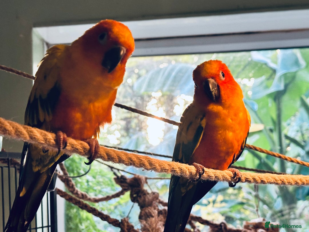 Conures birds for sale: Sun Conure pair  - Image 10