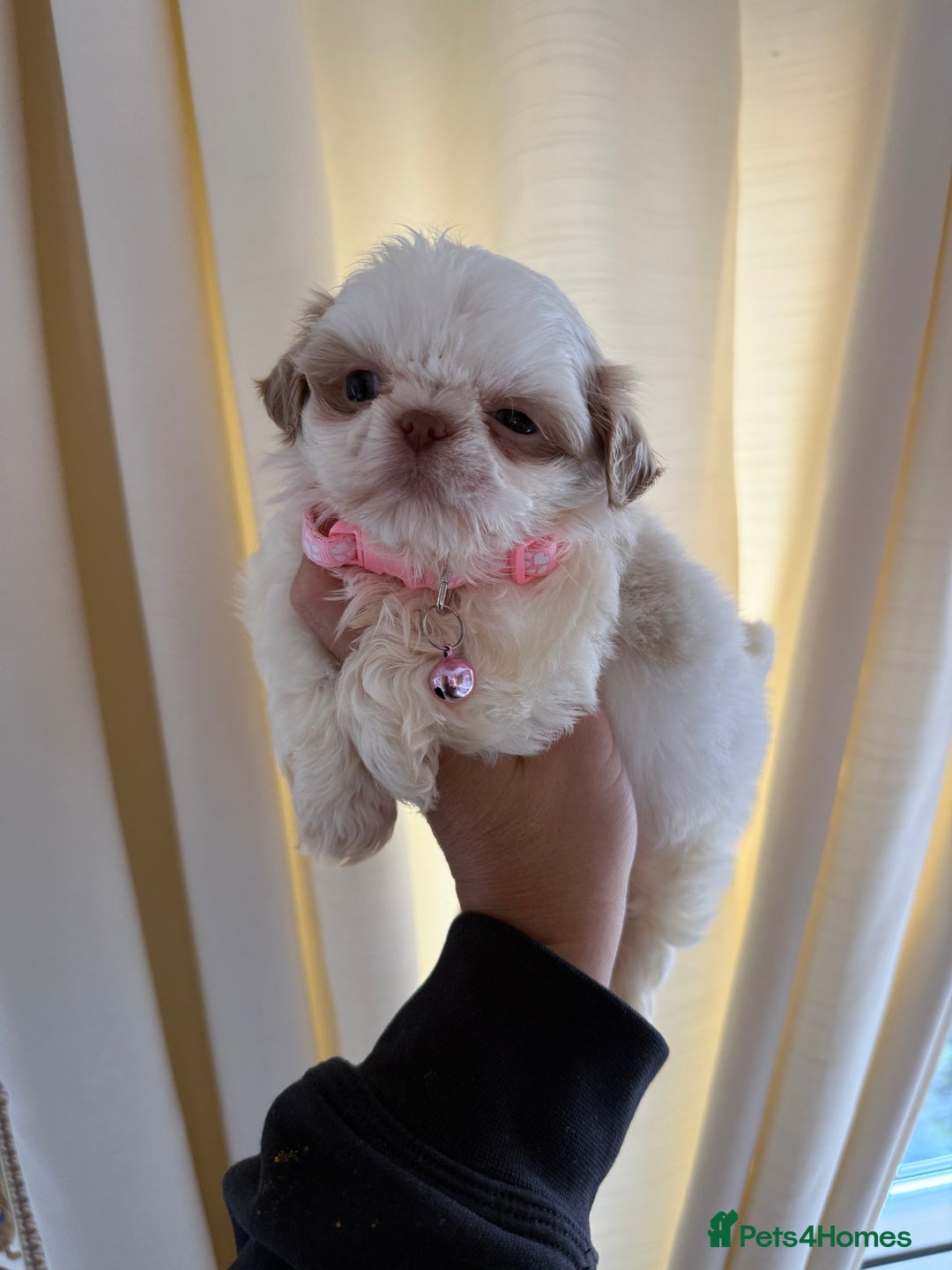 Shih Tzu dogs for sale: IMRERIAL SHIHTZU PUPPIES - Advert 24