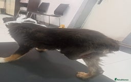 Mixed Breed dogs for adoption: A poor, gentle 3 legged boy needs a Loving Home - Image 6