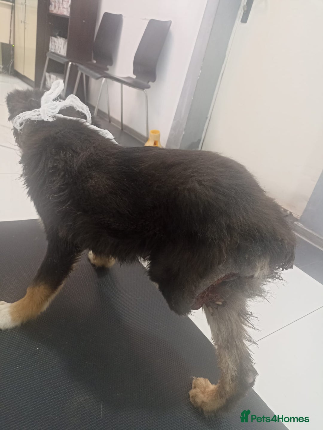 Mixed Breed dogs for adoption: A poor, gentle 3 legged boy needs a Loving Home - Image 6