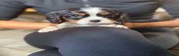 Cavalier King Charles Spaniel dogs for sale: KC registered King Charles cavaliers  - Advert 11