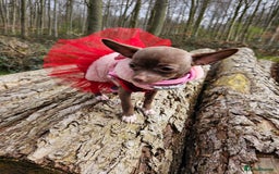 Chihuahua dogs for sale: Choc chihuahua  - Image 1