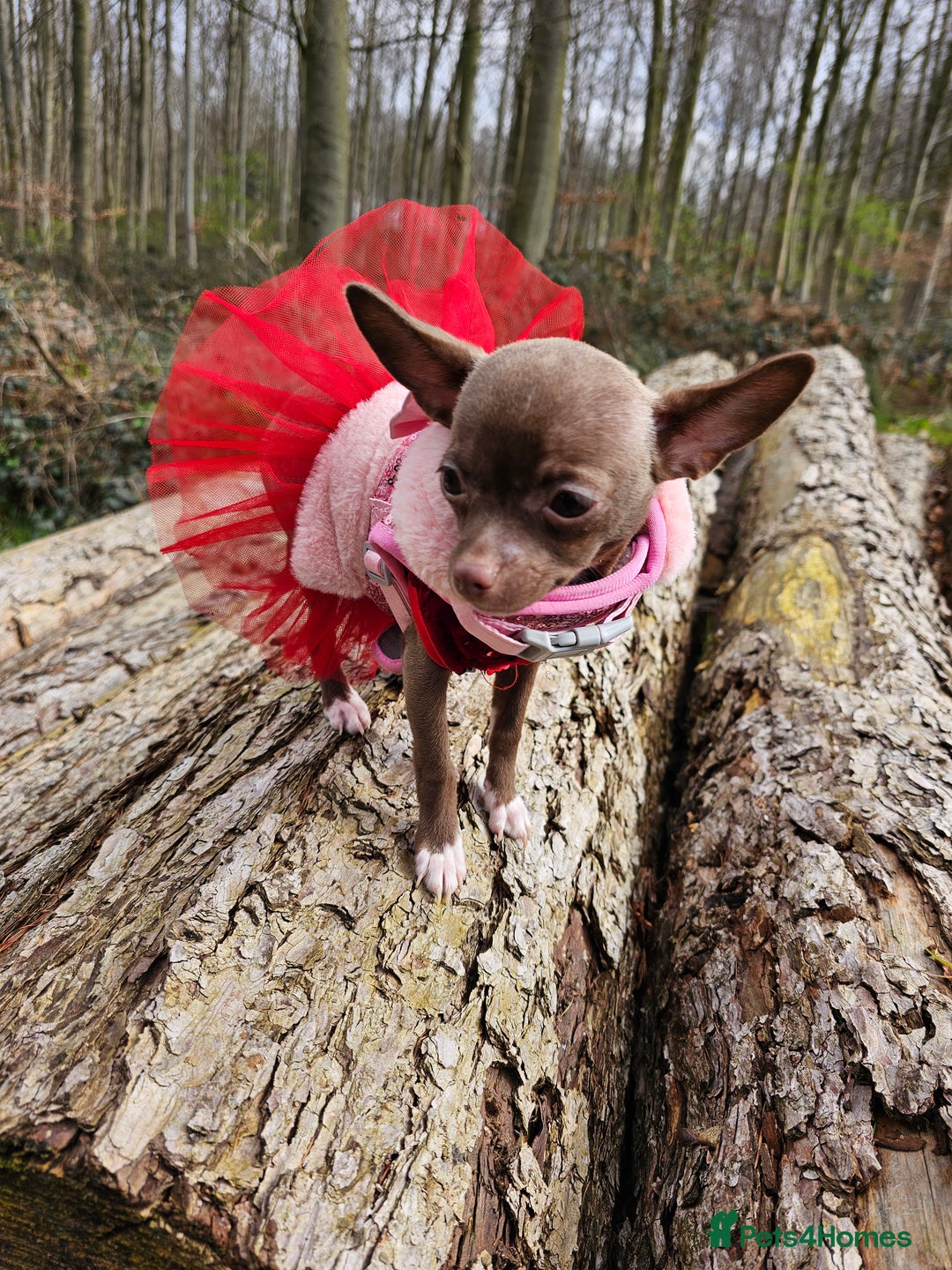 Chihuahua dogs for sale: Choc chihuahua  - Image 1