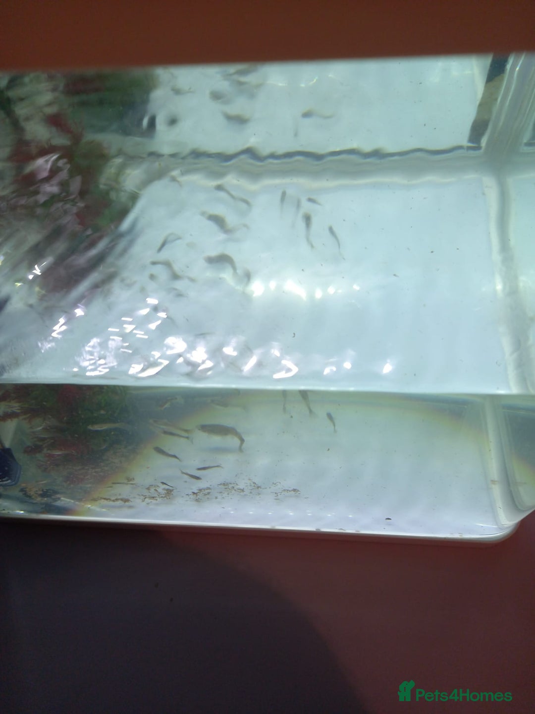 Other/Mixed Breed fish for sale: Tank with 50 guppies - Advert 2